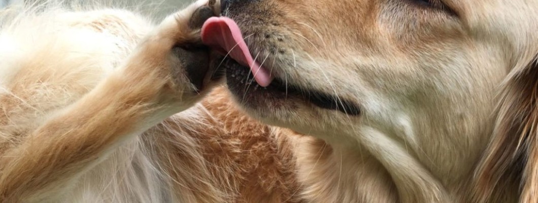 Γιατί οι σκύλοι γλύφουν τις πατούσες τους;