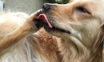 Γιατί οι σκύλοι γλύφουν τις πατούσες τους;