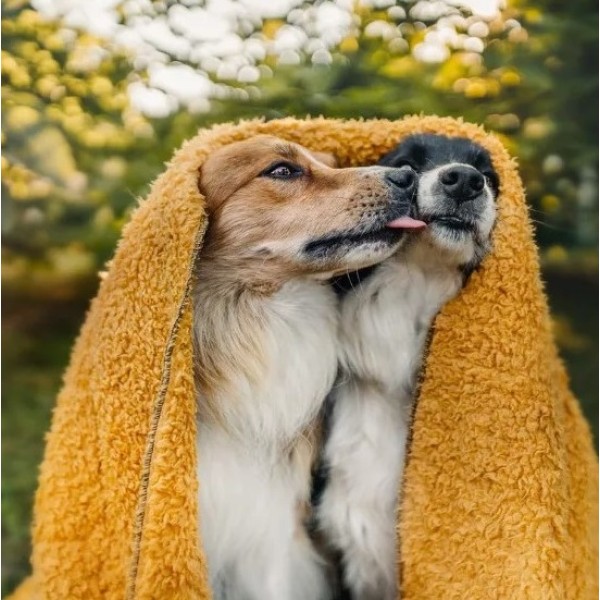 Απαλή Κουβέρτα Fleece για Κατοικίδια - NR Dogs Yellow 100x150cm