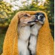 Απαλή Κουβέρτα Fleece για Κατοικίδια - NR Dogs Tile 100x150cm