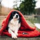 Απαλή Κουβέρτα Fleece για Κατοικίδια - NR Dogs Tile 100x150cm