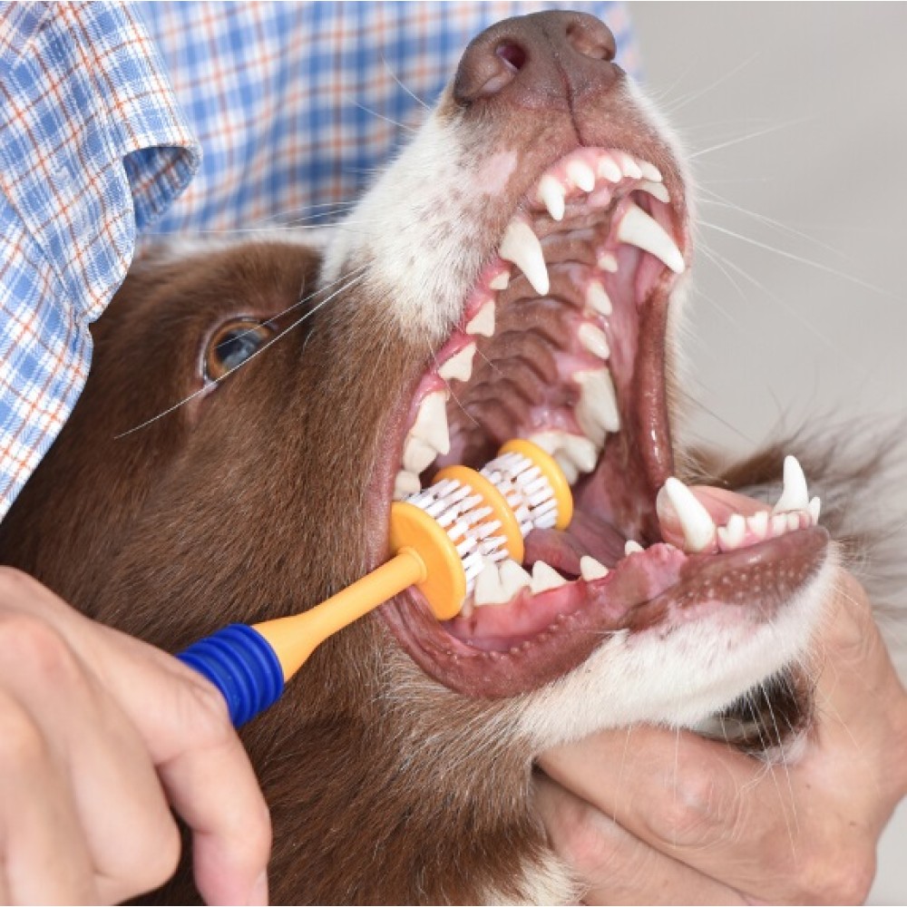 Κιτ Καθαρισμού Δοντιών για Σκύλους