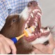 Οδοντόβουρτσα Σκύλου 360° Spectrum