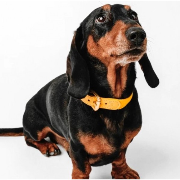 Περιλαίμιο Σκύλου Vegan Leather Barkalot Yellow