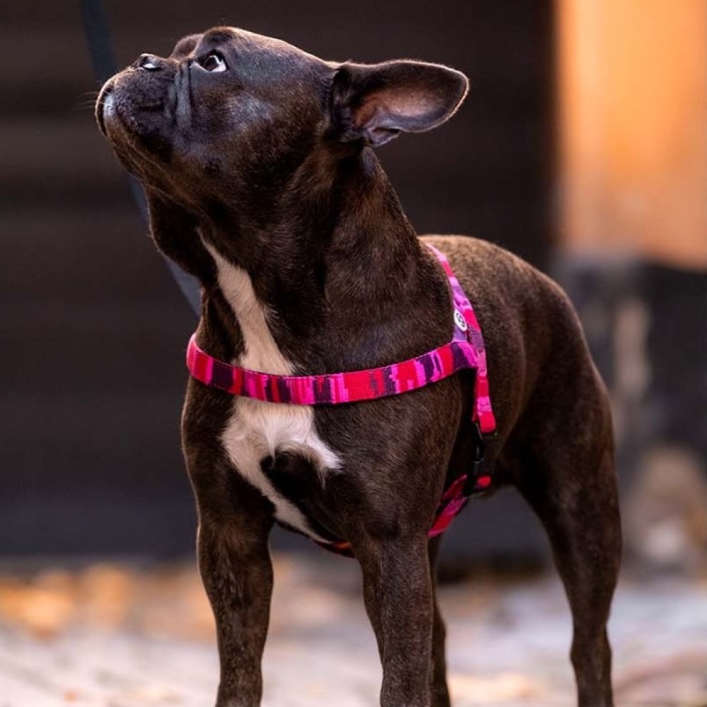 Επιστήθιο Σκύλου από Ανακυκλωμένα Υλικά Barkalot Pink Camo