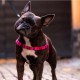 Επιστήθιο Σκύλου από Ανακυκλωμένα Υλικά Barkalot Pink Camo
