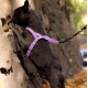Επιστήθιο Σκύλου από Ανακυκλωμένα Υλικά Barkalot Lilac