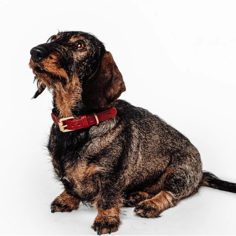 Περιλαίμιο Σκύλου Vegan Leather Barkalot Burgundy