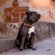 Περιλαίμιο Σκύλου από Ανακυκλωμένα Υλικά Barkalot Leo