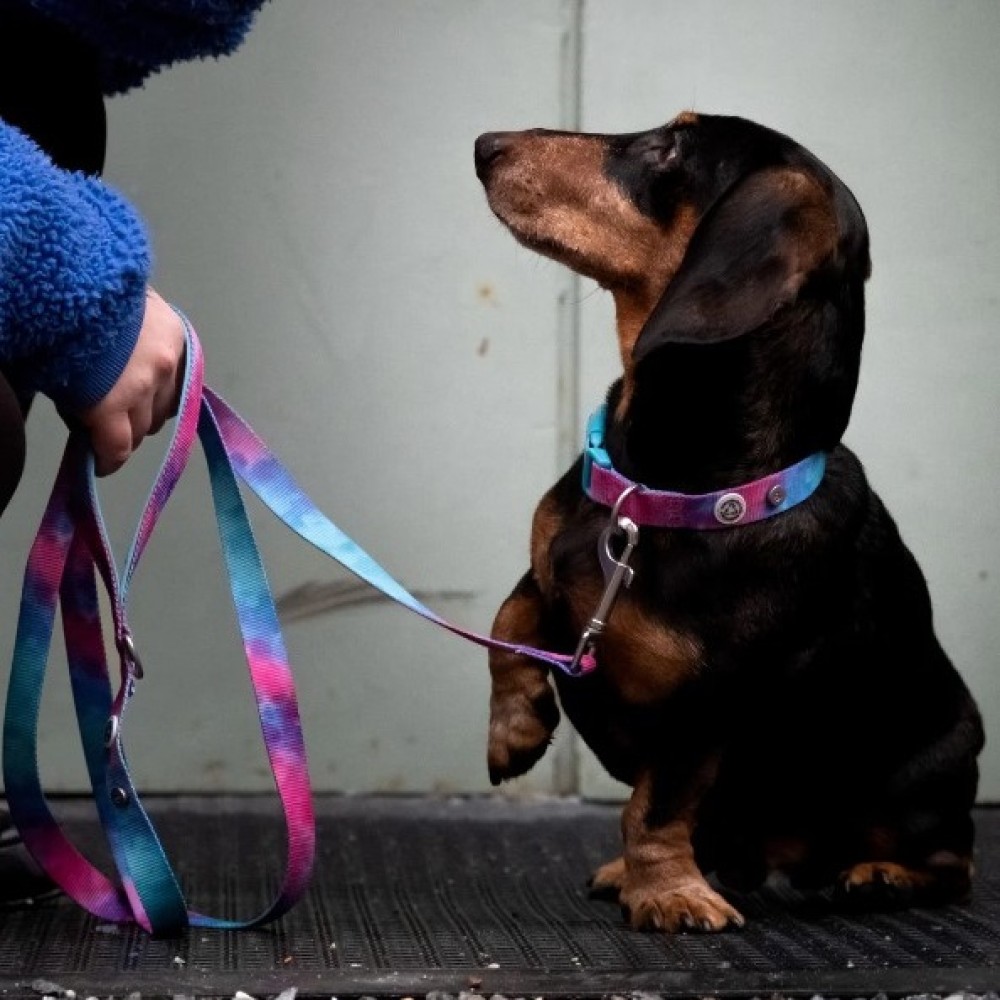 Οδηγός Σκύλου από Ανακυκλωμένα Υλικά Barkalot Tie Dye Multi 1.80x2cm