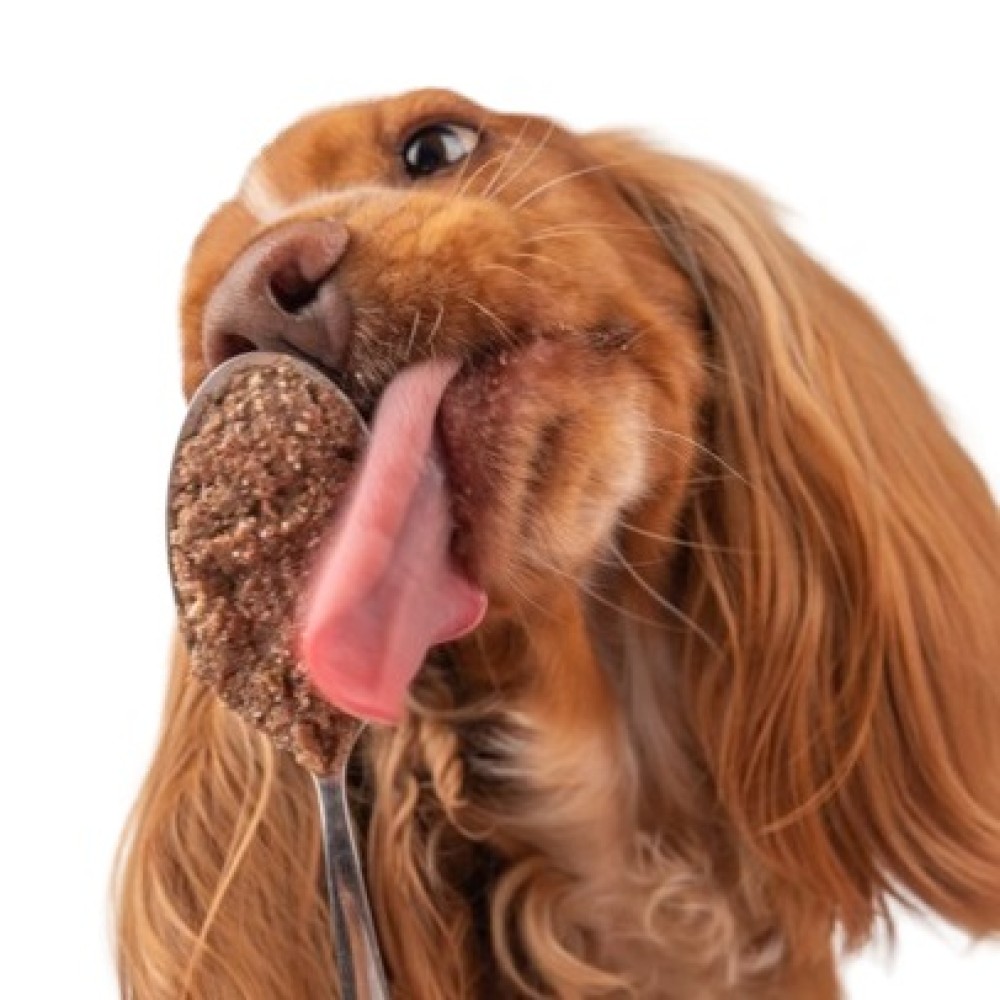 Υγρή Τροφή Σκύλου Με Σολομό, Καρότα, Σπανάκι 400gr