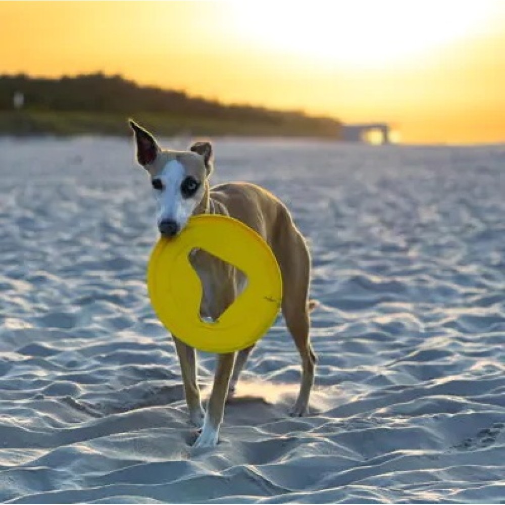 Παιχνίδι Σκύλου Frisboo Frisbee Yellow