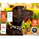 Max & Molly Gotcha Smart Pet Tag με Κωδικό QR