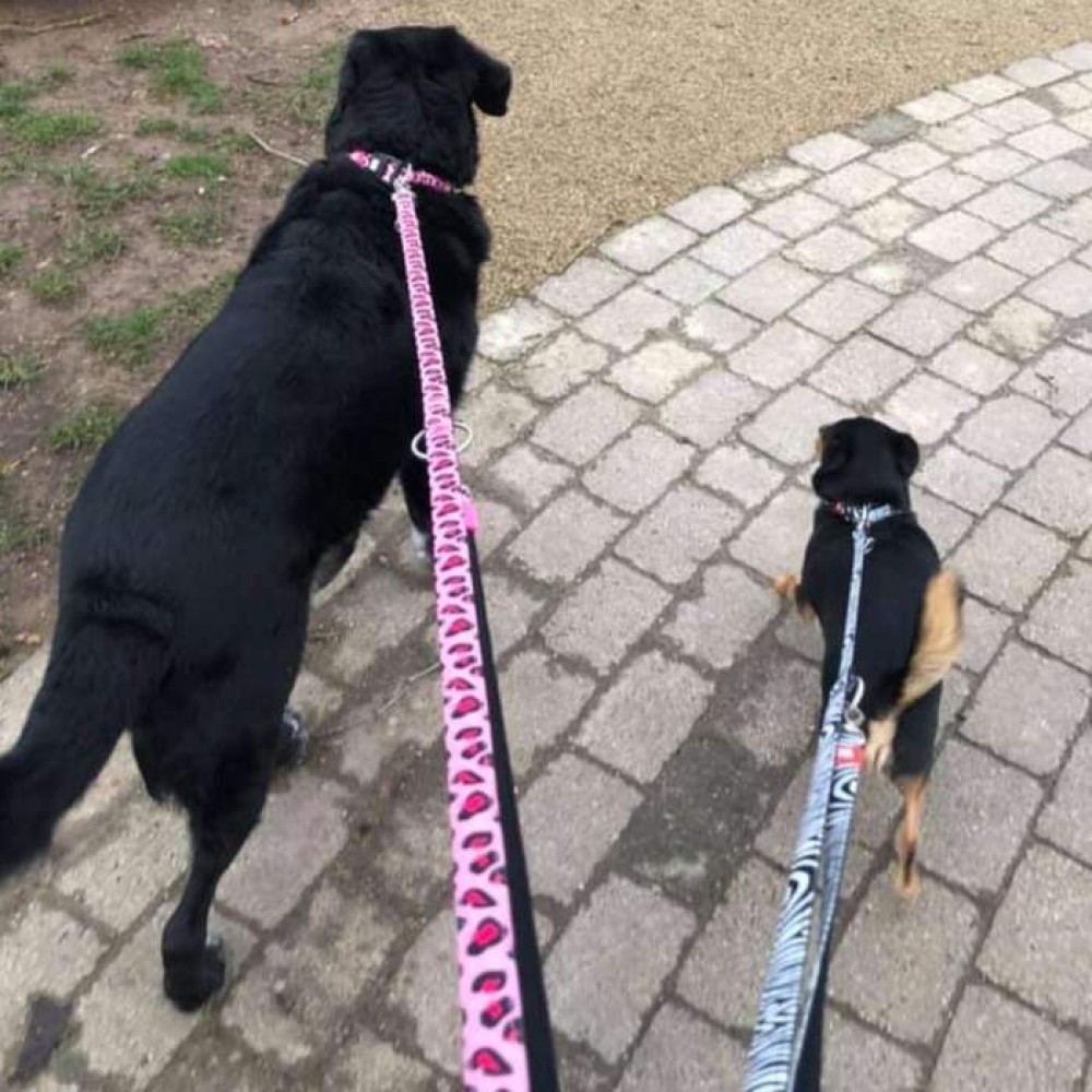 Οδηγός Περιπάτου Σκύλου Max & Molly Multi Function Leopard Pink