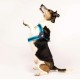 Επιστήθιο για Μικρούς και Μεσαίους Σκύλους Q-fit Max & Molly Matrix Sky Blue
