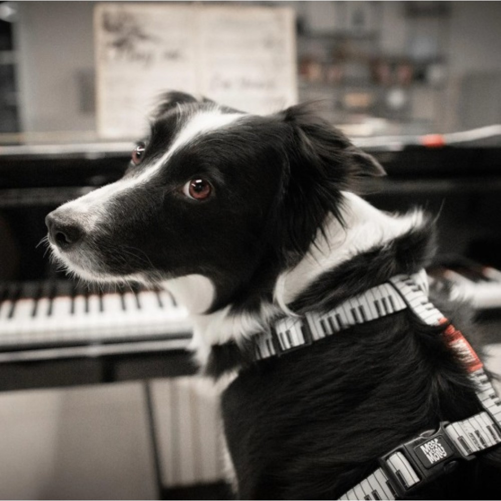 Επιστήθιο Σκύλου Max & Molly Piano