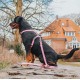 Επιστήθιο Σκύλου Max & Molly Retro Pink