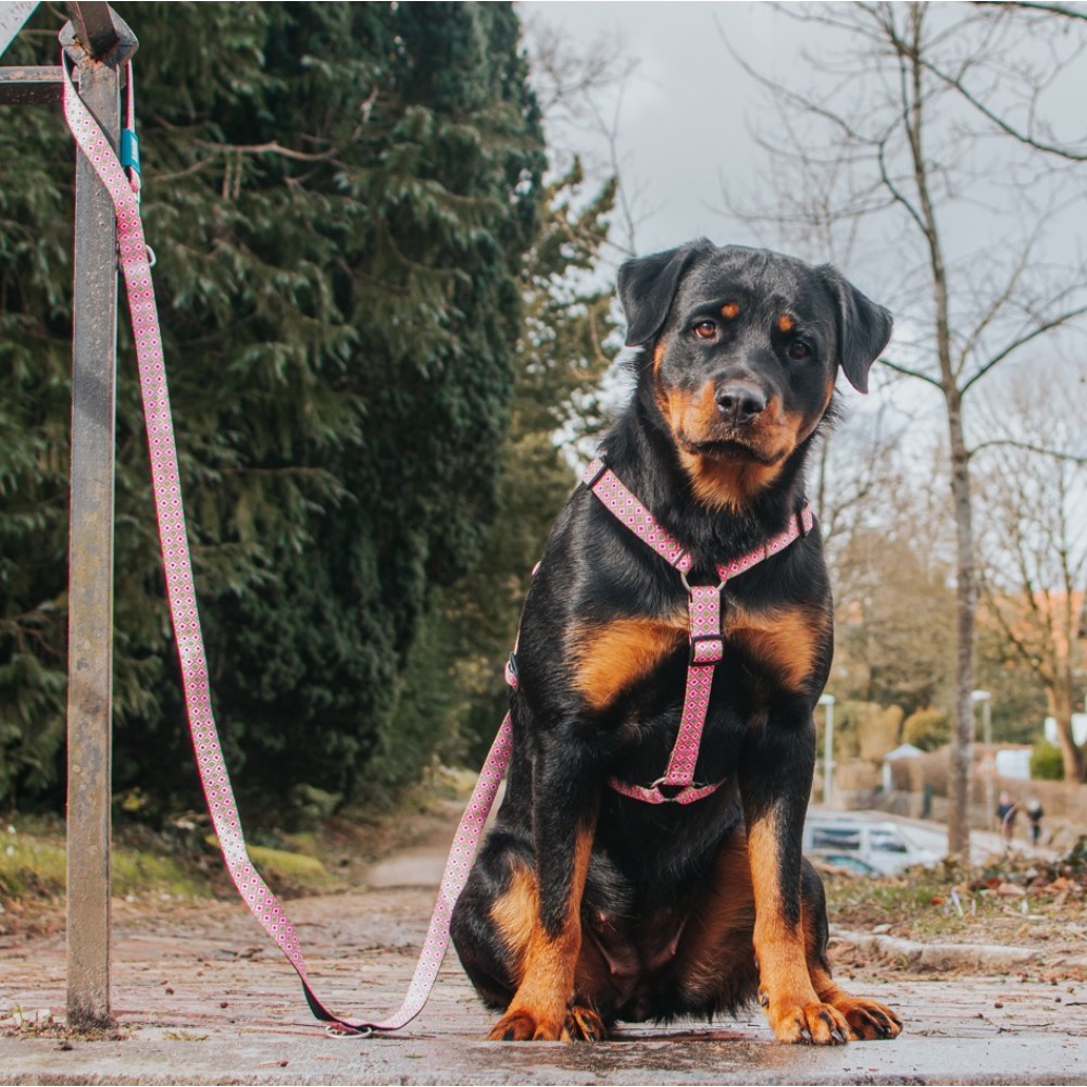 Επιστήθιο Σκύλου Max & Molly Retro Pink