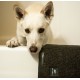 Αντιολισθητικό Πατάκι Μπάνιου για Σκύλους 100x40cm