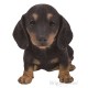 Διακοσμητικό Ομοίωμα Σκύλου από Ρητίνη Real Life Dachshund Puppy 17cm